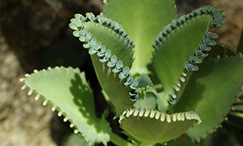 Bryophyllum laetivirens Mother of Thousands Succulent House Plants 5 plantlets